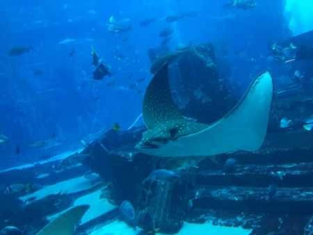 Eleganter Manta gleitet durch das riesige Aquarium der Dubai Mall