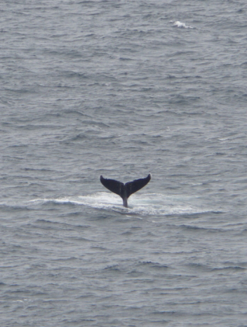 Eine Wal-Fluke hebt sich aus dem Meer - gesehen bei der Tour entlang der Garden Route