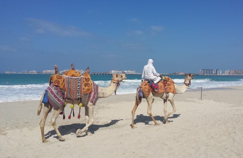 Kamele mit Reiter am Strand von Dubai