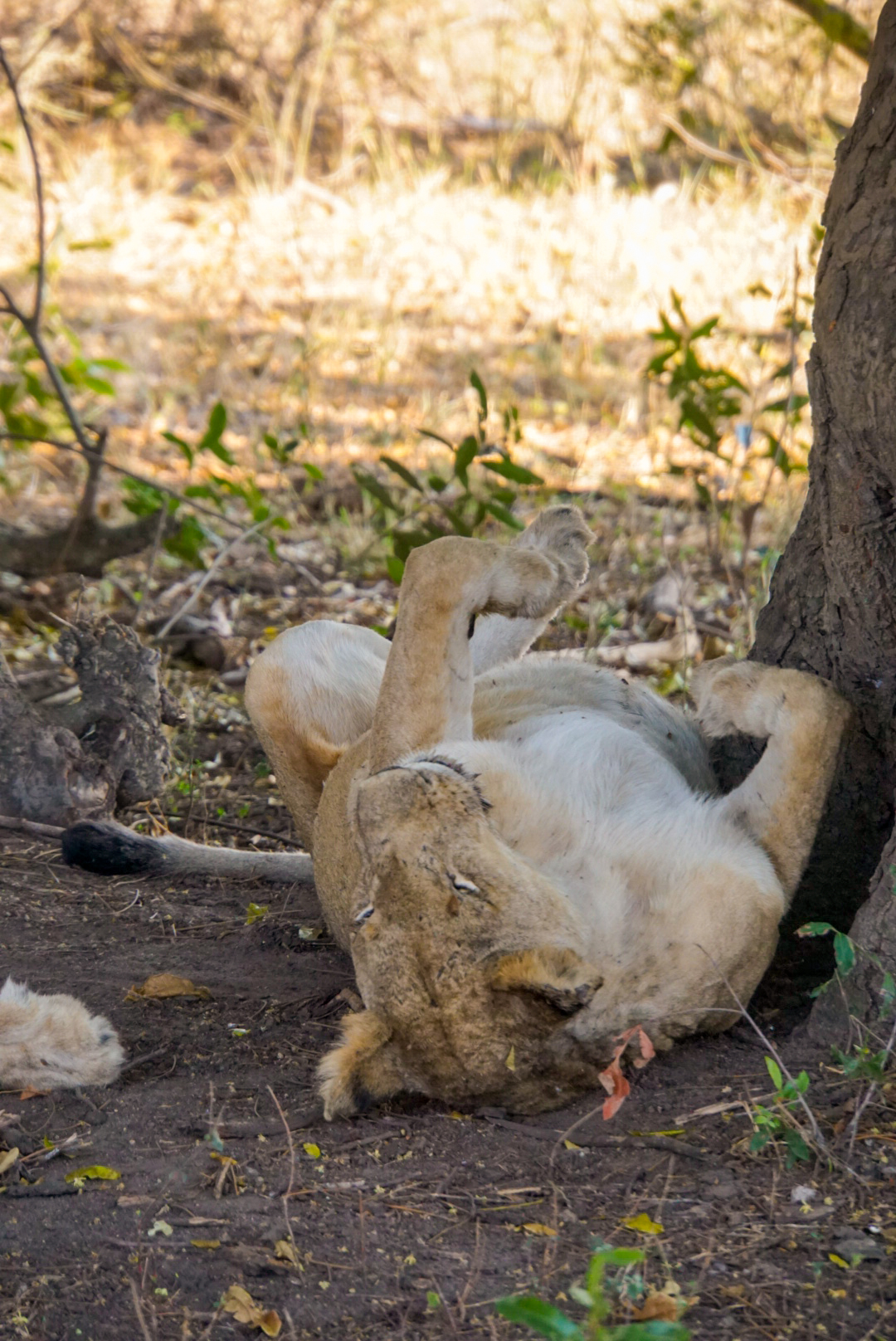Ein am Rücken schlafender Löwe lässt sich nicht stören