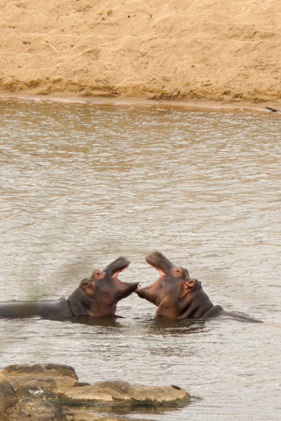 Nilpferde spielen in einem Fluss im Krüger Nationalpark Südafrika