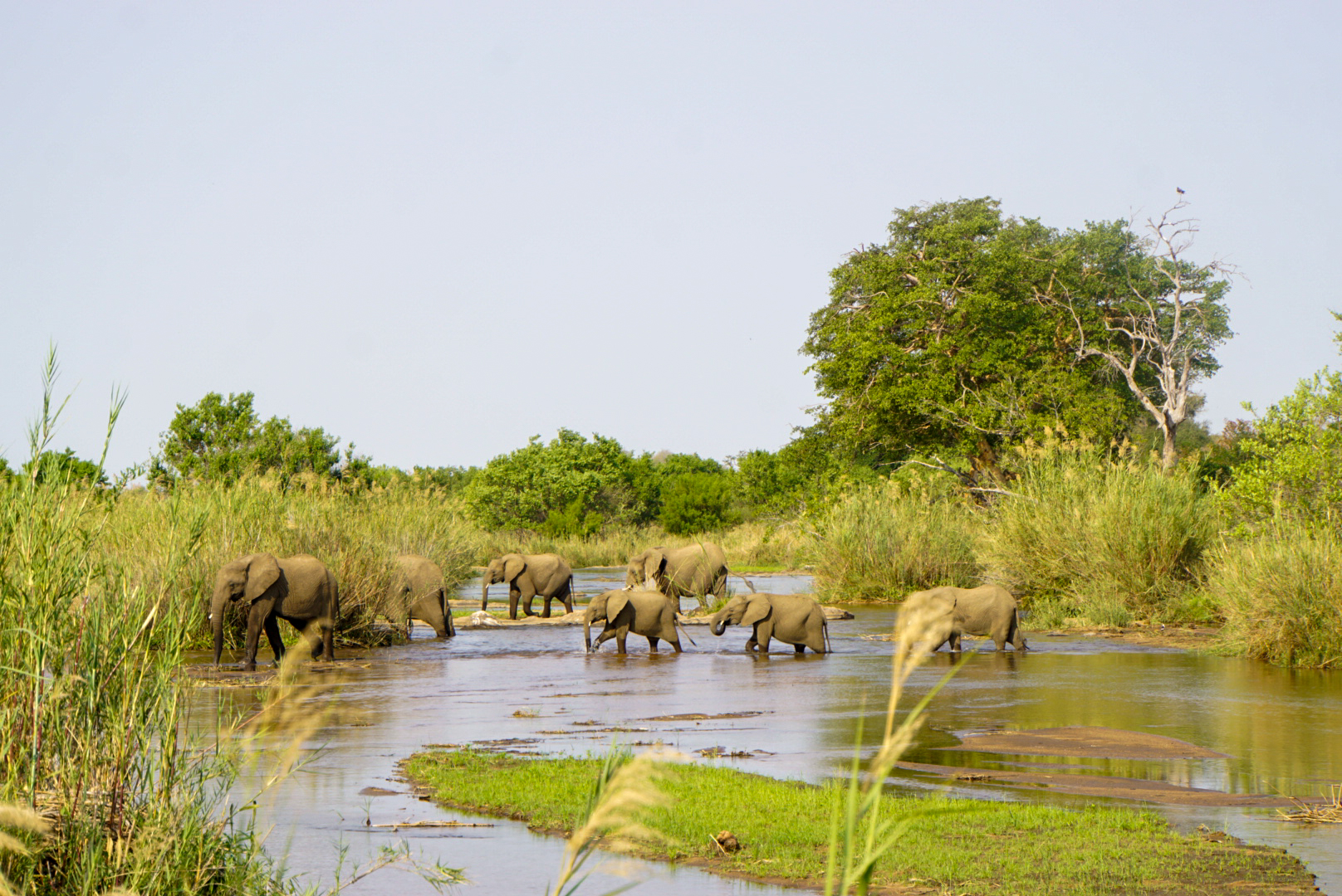 Eine Elefantenherde beim Trinken am Sabie Fluss