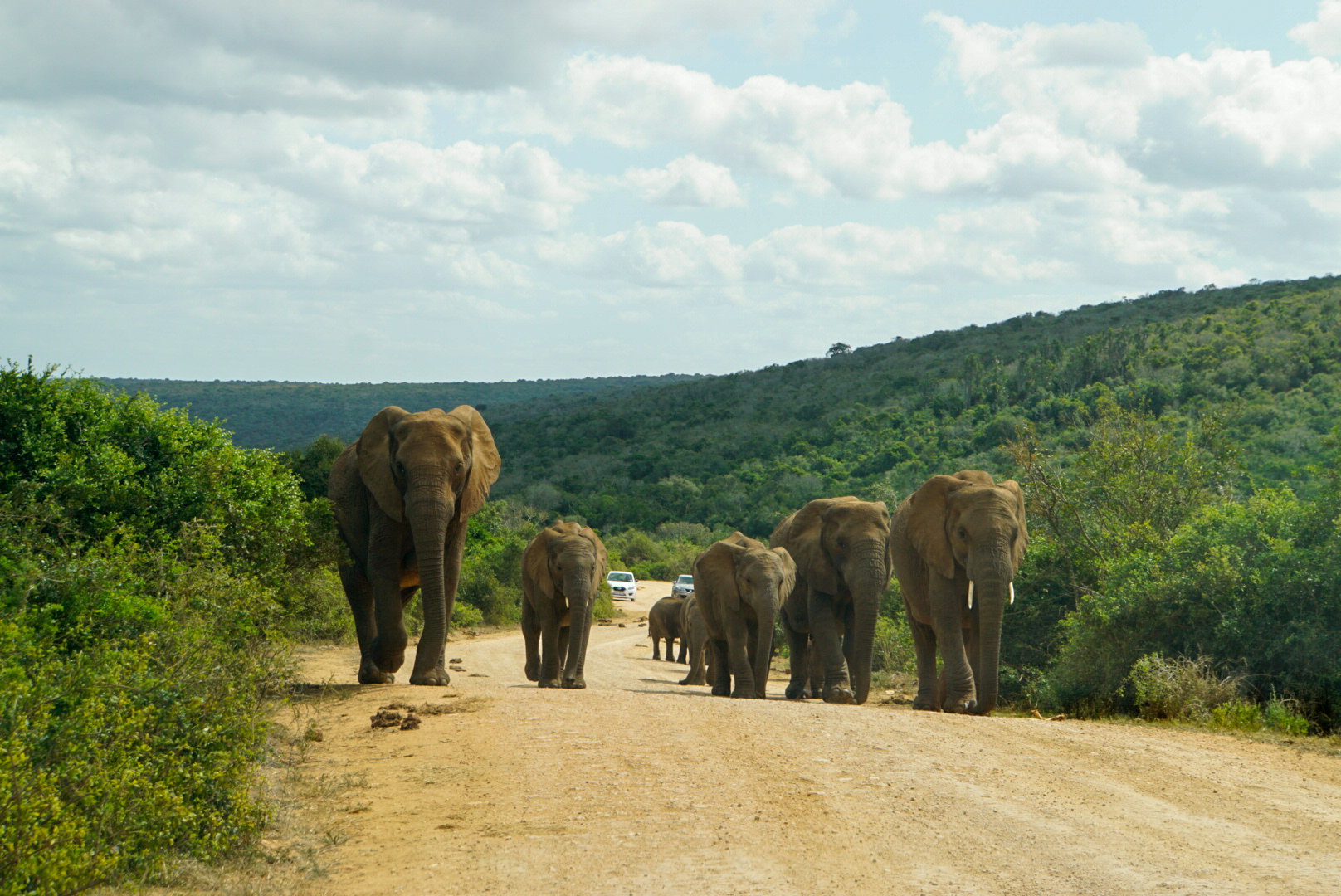 Eine Elefantenherde geht völlig entspannt auf einer Straße im Addo National Elephant Park Südafrika