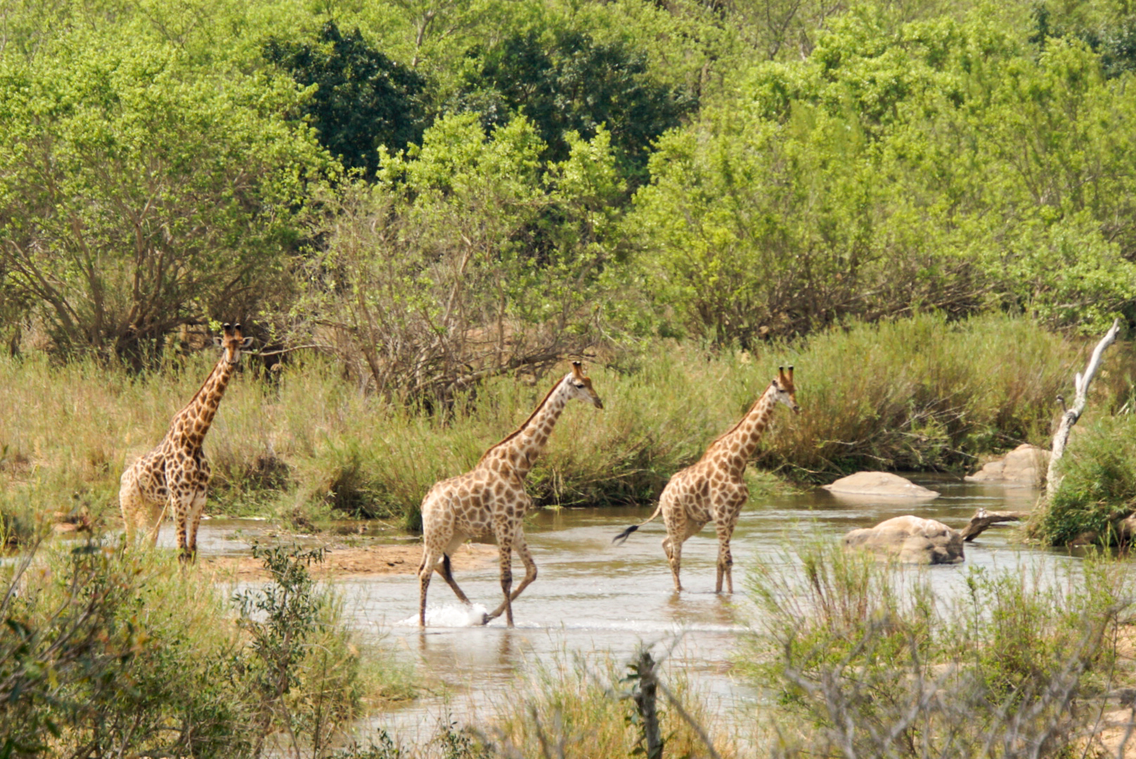 3 Giraffen gehen durch den Sabie Fluss im Krüger Nationalpark Südafrika