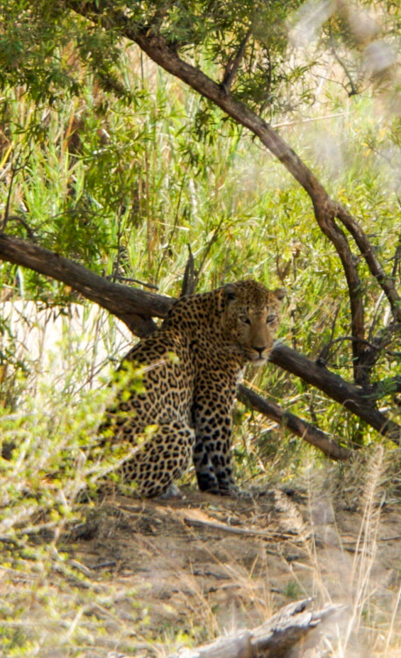 Leopard in einem Gebüsch sucht Schutz vor der heißen Mittagssonne