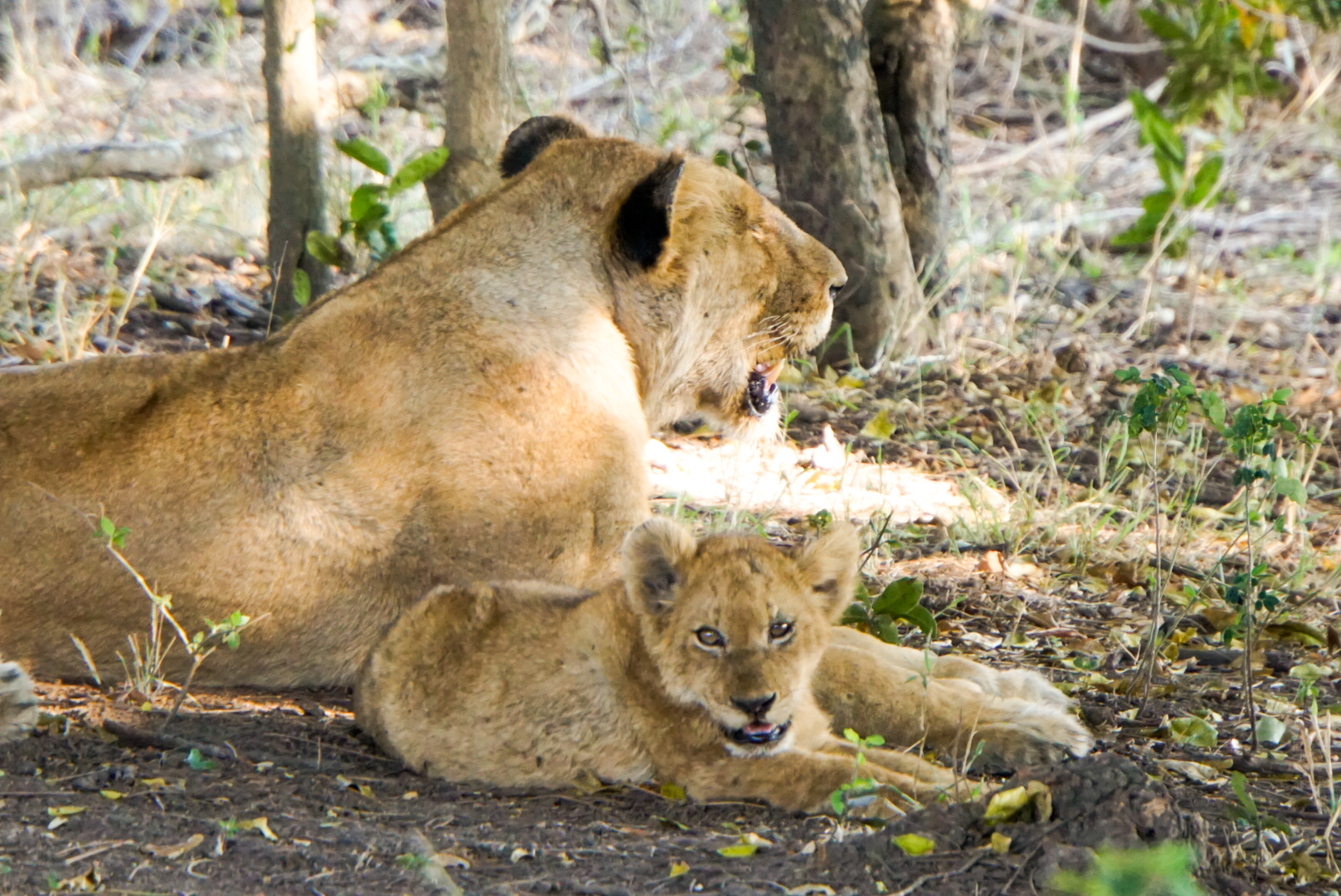 Mama Löwe mit Jungem liegend im Gebüsch