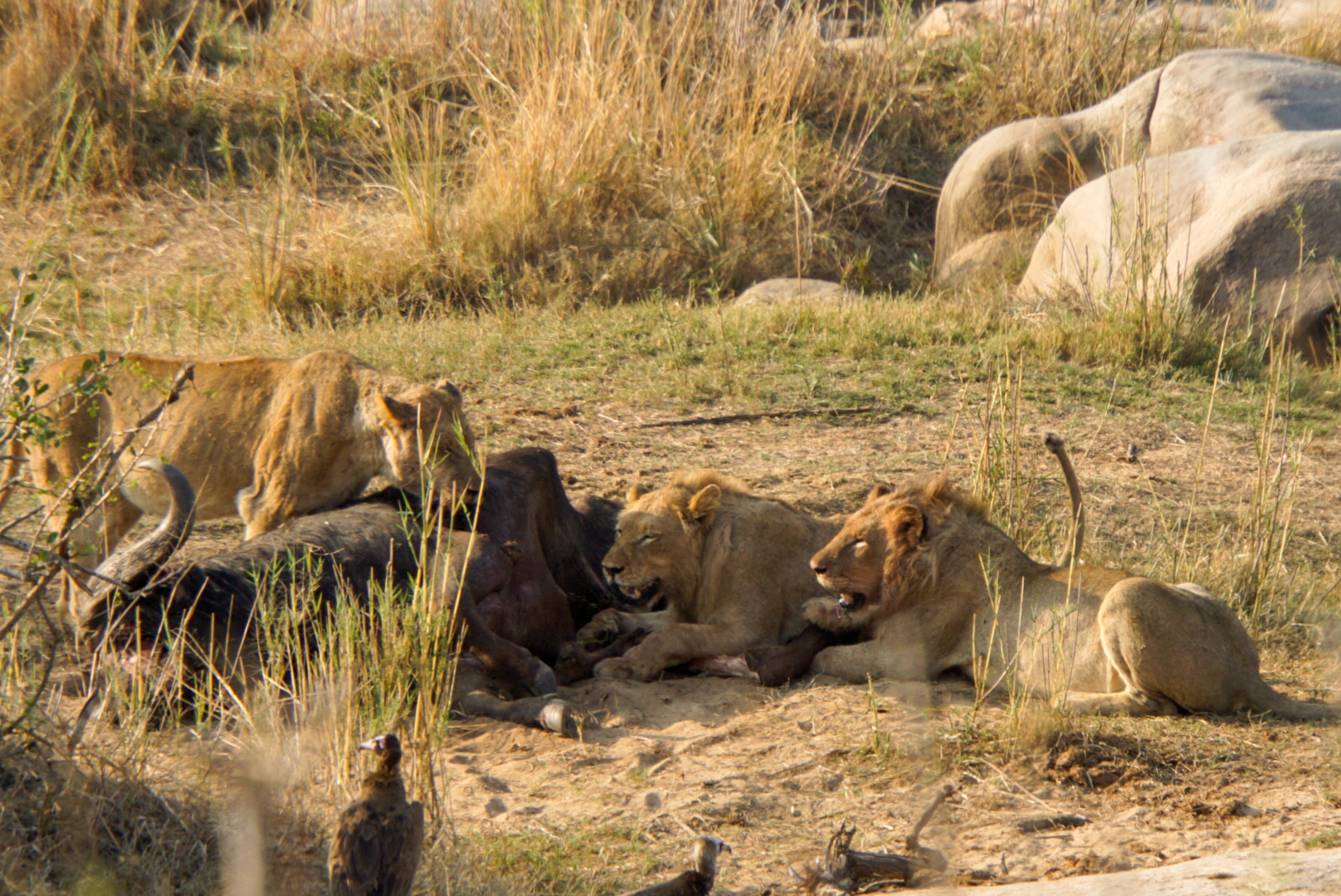 3 Löwen fressen einen Büffel im Krüger Nationalpark Südafrika