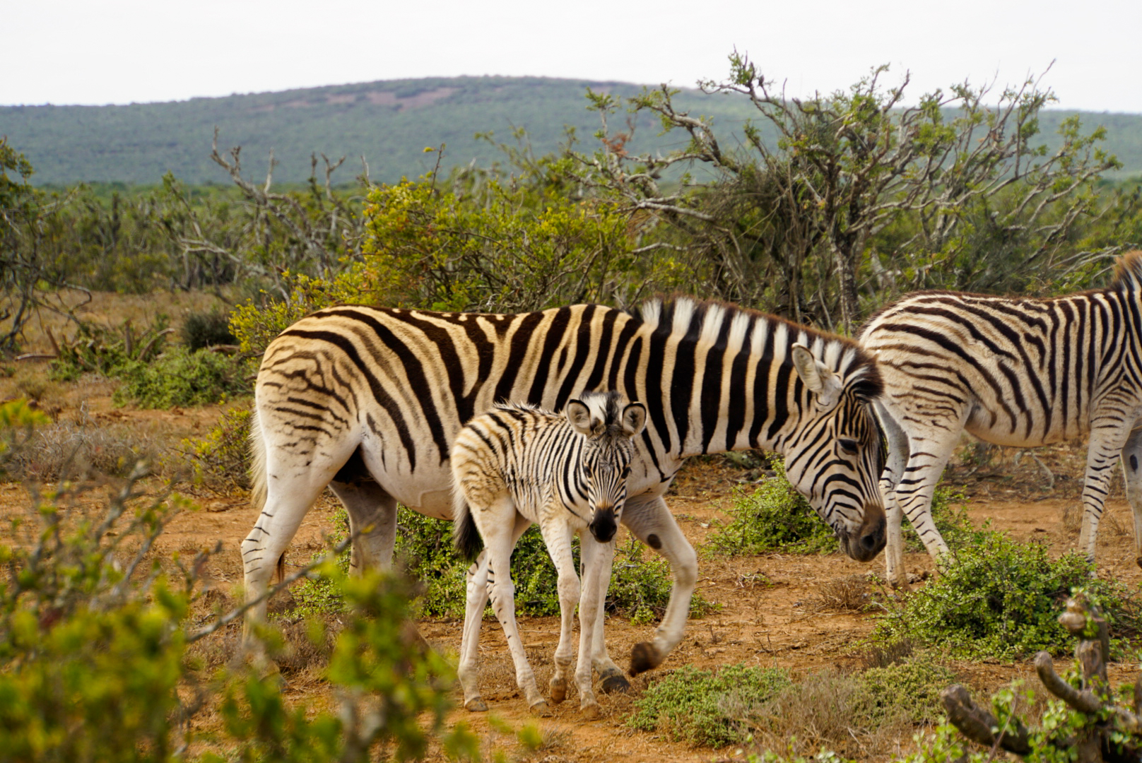 Zebraherde mit jungem Fohlen im Kruger Nationalpark Südafrika