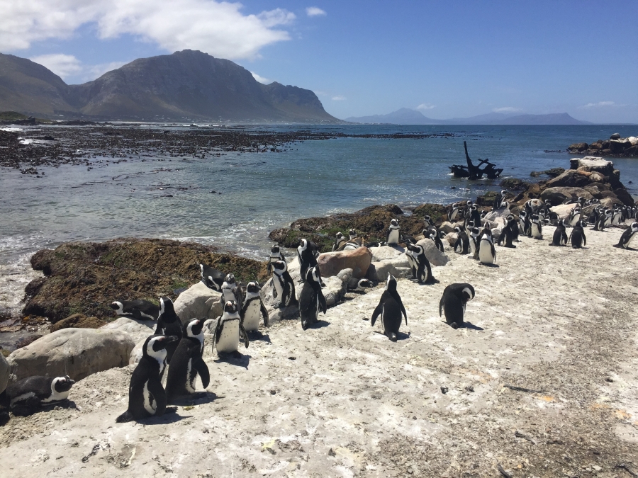 Stony Point Pinguin-Kolonie in Betty’s Bay